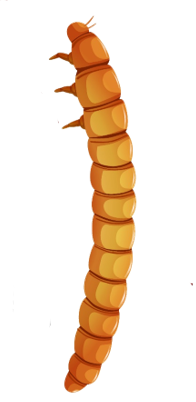 larva